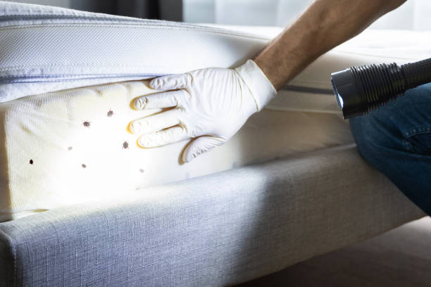 Best Affordable Exterminators  in Eudora, AR