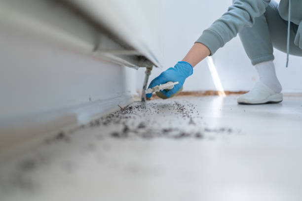 Best Ant Control Services  in Eudora, AR
